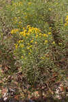 Flat-top goldentop